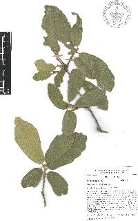 Quercus deserticola image