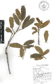 Quercus deserticola image