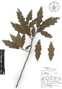 Quercus acutifolia image