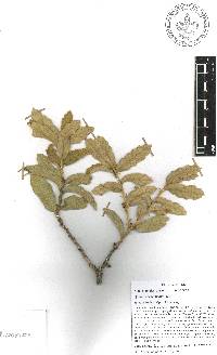 Quercus deserticola image