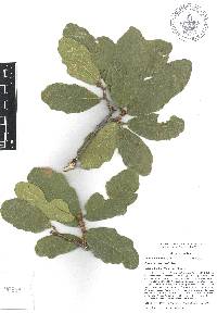 Quercus deserticola image