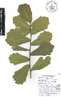 Quercus laceyi image