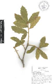 Quercus deserticola image