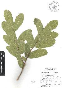 Quercus laceyi image