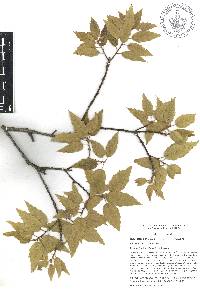 Quercus acutifolia image