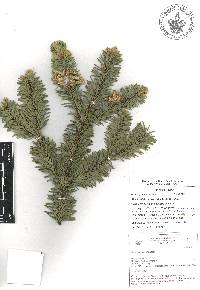 Abies religiosa image