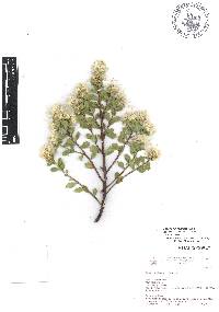 Baccharis conferta image