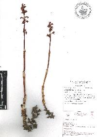 Corallorhiza striata image