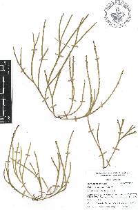 Psilotum complanatum image