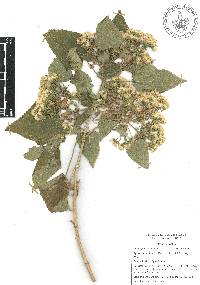 Ageratina petiolaris image