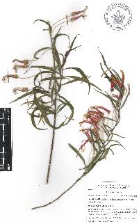 Lobelia laxiflora subsp. angustifolia image