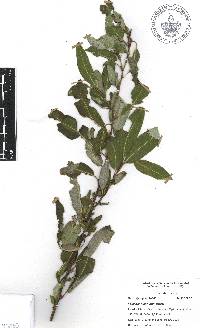 Salix bonplandiana image