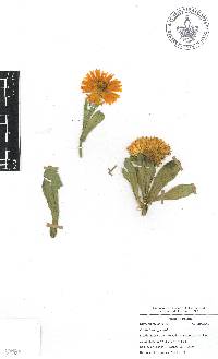 Calendula officinalis image