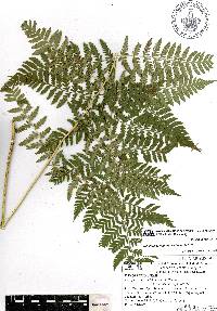 Dryopteris maxonii image