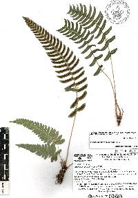 Blechnum appendiculatum image