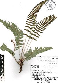 Blechnum appendiculatum image