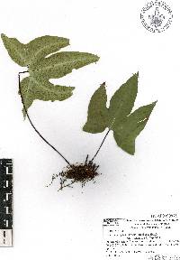 Bommeria elegans image