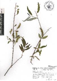 Salix bonplandiana image