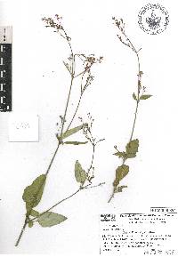 Boerhavia erecta image