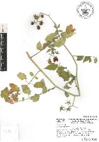 Solanum lycopersicum image