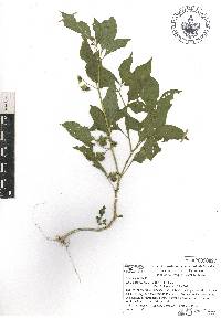 Jaltomata procumbens image