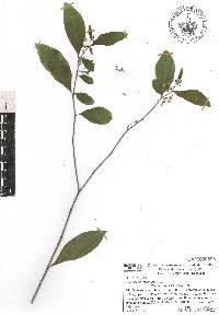 Solanum americanum image