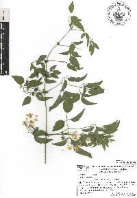 Clematis dioica image