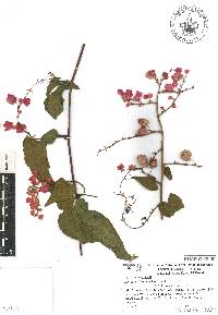 Antigonon leptopus image