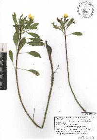 Ludwigia peploides image