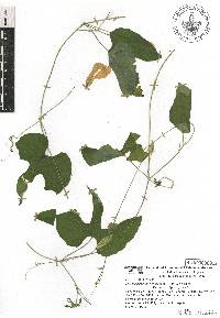 Schizocarpum parviflorum image