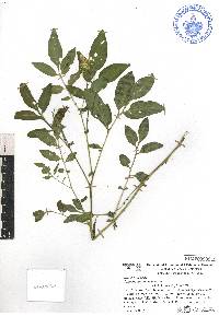 Solanum cardiophyllum image