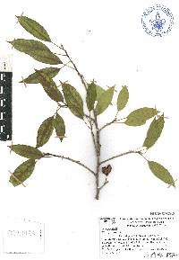 Ficus pertusa image