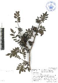 Zanthoxylum fagara image