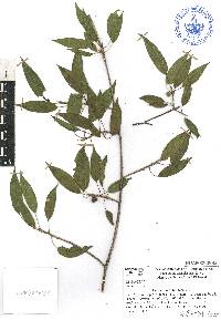 Ficus pertusa image