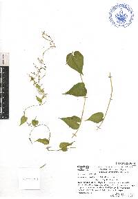 Dioscorea convolvulacea image