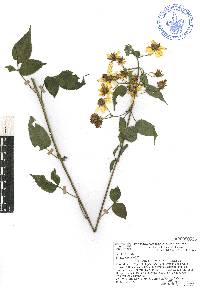 Bidens reptans image