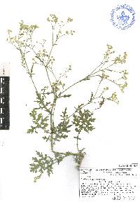 Parthenium hysterophorus image