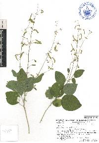 Desmodium tortuosum image