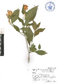 Cestrum flavescens image