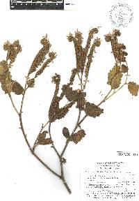 Phacelia robusta image