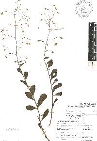 Talinum paniculatum image