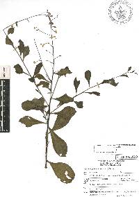 Talinum paniculatum image