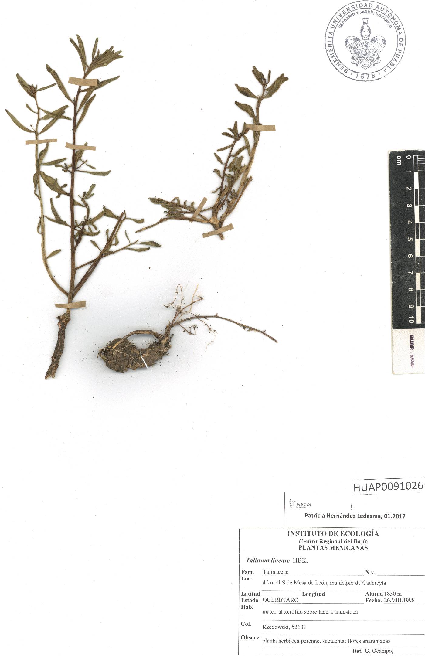 Talinum lineare image