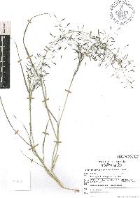 Eragrostis tenuifolia image