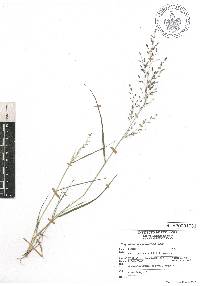 Eragrostis mexicana image