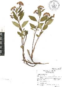 Asclepias pratensis image