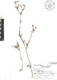 Talinopsis frutescens image