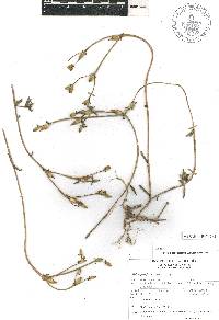 Talinopsis frutescens image