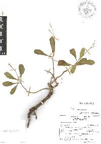 Talinum fruticosum image