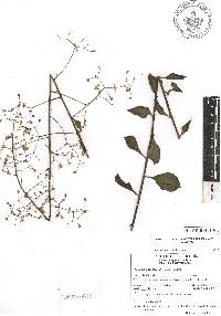 Talinum paniculatum image